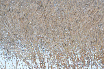 Gray winter landscape in inclement weather, with a wall of tall dry reeds in the foreground.