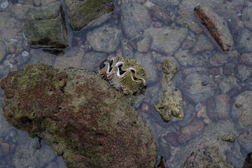 Giant clam (Tridacna gigas) on the sea 