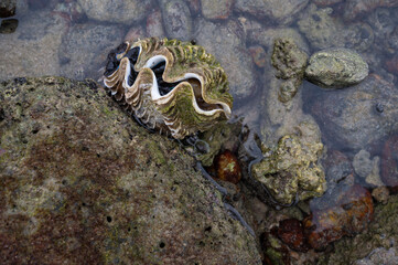 Giant clam (Tridacna gigas) on the sea 