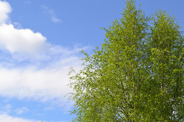 Spring greens - a branch of young leaves of a birch against the blue sky. Spring sky through branches of a birch.