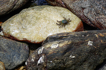 Crab on the beach rock