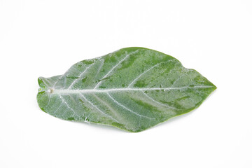 Obraz premium Calotropis gigantea leaf on white background.