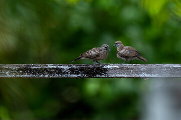Lovely couple spotted dove bird sitting together on the tree.