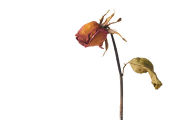 a beautiful dry rose on white background