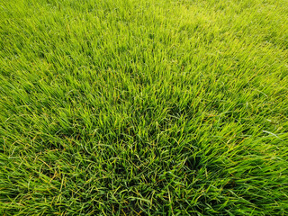 field rice in the morning