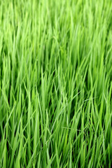 Fototapeta na wymiar A green paddy field in India.