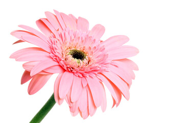 pink gerber daisy