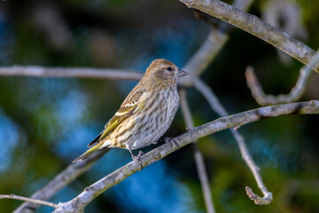 Pine Siskin - Spinus pinus