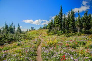 Wildflowers at Sun Peaks