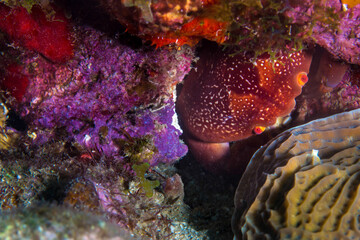 Crab in the reef