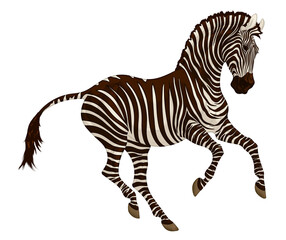 Galloping plains zebra pricked up its ears and looks with interest. Color illustration of a striped stallion. Vector emblem, design element for african wildlife tourism.