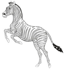 Plains zebra reared before jumping. Striped stallion laid its ears back and stands on its hind legs. Black and white vector design element for african wildlife tourism and coloring books.