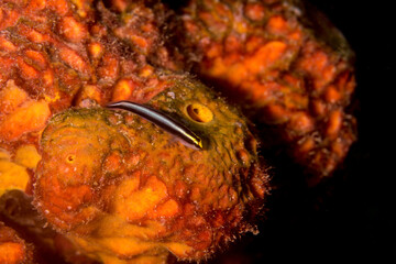 Peppermint gobey on an elephant ear sponge