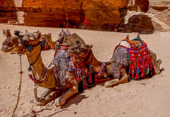 Jordan, Petra, Camels are resting on the floor. Waiting for a tourist ride.
