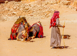 Jordan, Petra, Camels are resting on the floor. Waiting for a tourist ride.