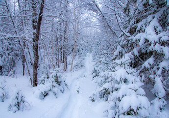 Winter landscape during a heavy snowfall