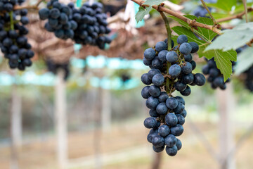 Close-up of Black grapes on the vine in the field