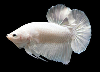 Betta White Platinum Plakat HMPK Male or Plakat Fighting Fish Splendens On Black Background.