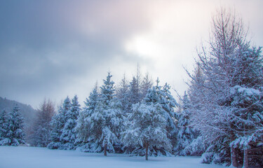 Winter landscape during a heavy snowfall
