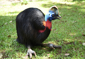 The northern cassowary, Casuarius unappendiculatus also known as the one wattled cassowary, single wattled cassowary, or golden necked cassowary, is a large, stocky flightless bird of northern Papua, 