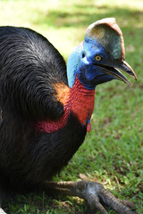 The northern cassowary, Casuarius unappendiculatus also known as the one wattled cassowary, single wattled cassowary, or golden necked cassowary, is a large, stocky flightless bird of northern Papua, 