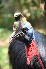 The northern cassowary, Casuarius unappendiculatus also known as the one wattled cassowary, single wattled cassowary, or golden necked cassowary, is a large, stocky flightless bird of northern Papua, 