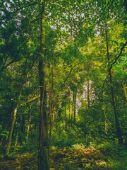 tree among trees at the forest in the morning