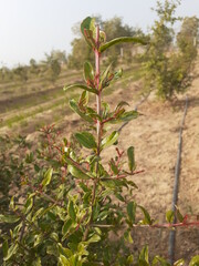 A beautiful pomegranate stem in garden
