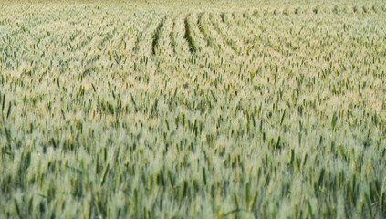 Wheat field in the early morning background