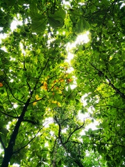 tree among trees at the forest in the morning