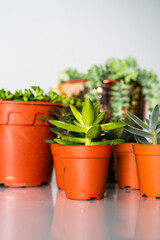 Succulents in different pots on the white background. Scandinavian hipster home decoration