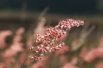 Close up Grass flowers on sunlight in the morning