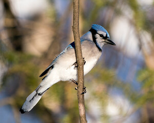 Blue Jay Stock Photo. Blue Jay perched on a branch with a blur background in the forest environment and habitat. Image. Picture. Portrait. Looking to the right side.