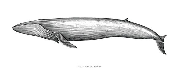 Blue whale hand draw illustration vintage engraving style black and white clip art isolated on white background - 406585081
