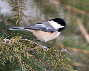 Obraz na płótnie Canvas Chickadee Stock Photos. Close-up profile view on a fir tree branch with a blur background in its environment and habitat, displaying grey feather plumage wings and tail, black cap head. Image. 