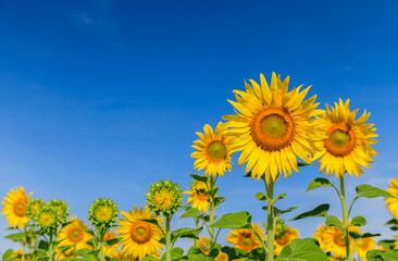 Beautiful sunflower  field on summer with blue sky  at Lop buri