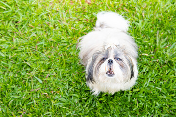 Lovely Female Shih Tzu dog on lawn