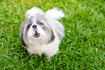 Lovely Female Shih Tzu dog on lawn