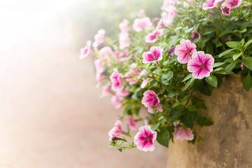 Fototapeta na wymiar Petunia flower in the spring garden, flower garden, nature concept background