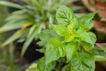 green leaves of organic chili peppers
