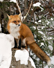 Naklejka premium Red Fox Stock Photos. Red fox close-up profile view sitting on a rock in the winter season in its habitat with snow background displaying bushy fox tail, fur. Fox Image. Picture. Portrait.