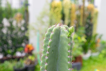 A variety of candelabra cactuses growing