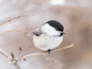 Cute bird the willow tit, song bird sitting on a branch without leaves in the winter.