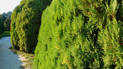 Park design details. Evergreen thuja are trimmed in the form of huge balls and grow on the side of the path. Summer sunny day.