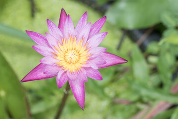 Obraz premium Blooming purple lotus flower