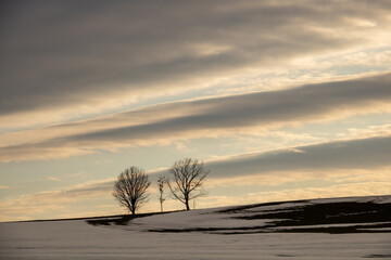 夕暮れの雪解けの丘に立つ冬木立
