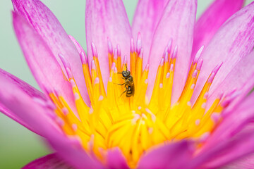Lotus petals and bee