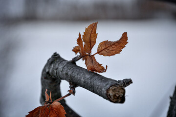 A branch with leaves on the background of snow .