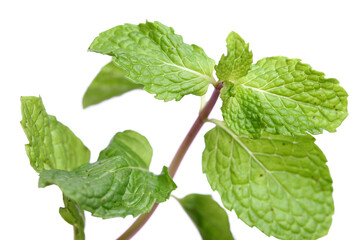 Lemon balm on bright background.