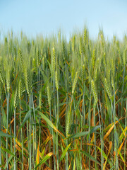 Green wheat field